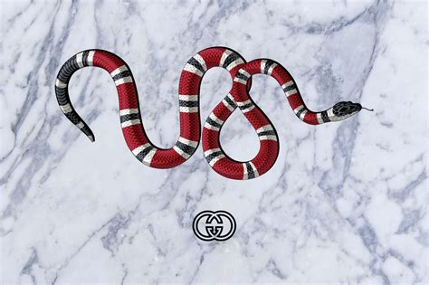 gucci snake hd wallpaper|gucci snakes wallpaper desktop.